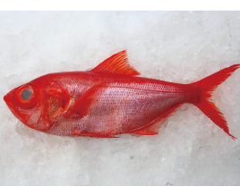 金目鯛ラウンド 山実水産有限会社 カツオの目利きで鹿児島一番の魚を提供